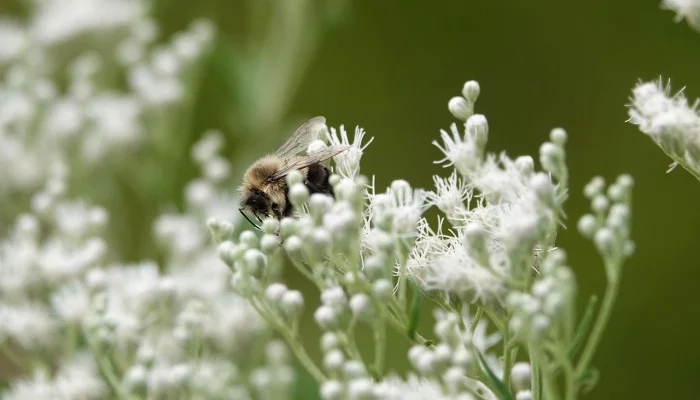 Photo bourdon sur fleurs - illustration - Natali Nature Bio